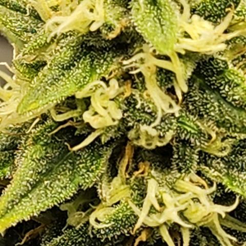 Lady p growlog timeline photo