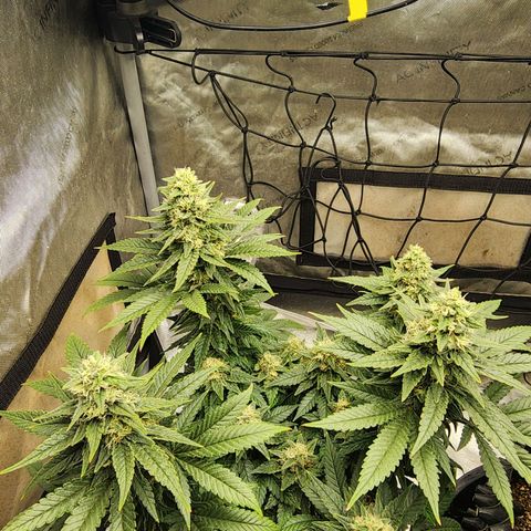 Lady p growlog timeline photo