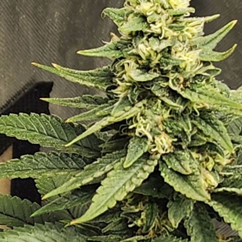 Lady p growlog timeline photo