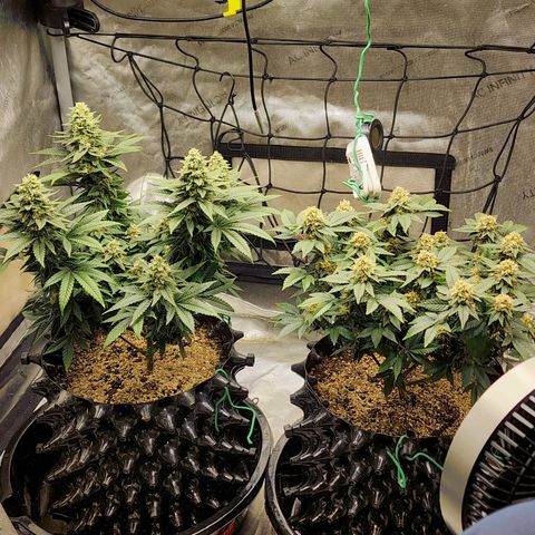 Sweet momma  growlog timeline photo