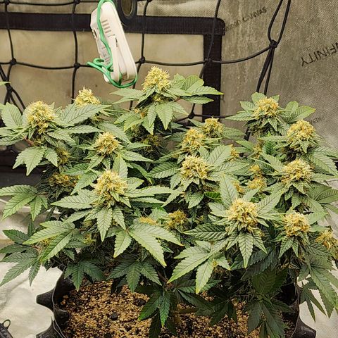 Sweet momma  growlog timeline photo
