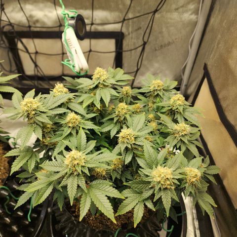 Sweet momma  growlog timeline photo