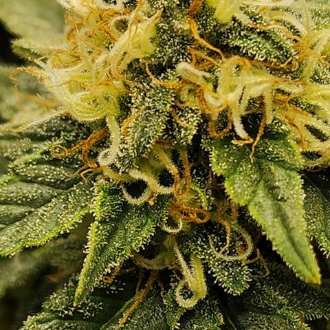 Sweet momma  growlog timeline photo