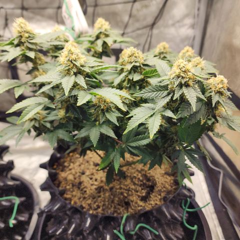 Sweet momma  growlog timeline photo