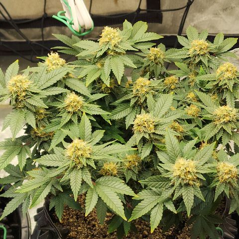 Sweet momma  growlog timeline photo