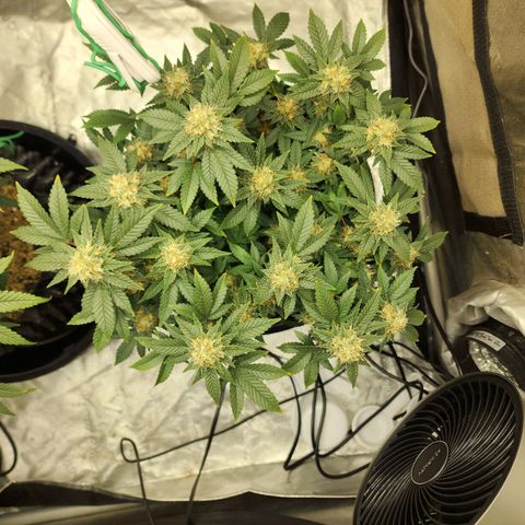 Sweet momma  growlog timeline photo