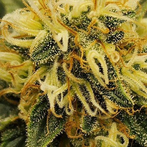 Sweet momma  growlog timeline photo