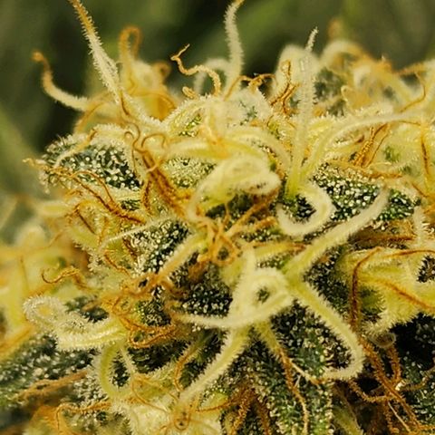 Sweet momma  growlog timeline photo