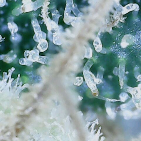 Sweet momma  growlog timeline photo