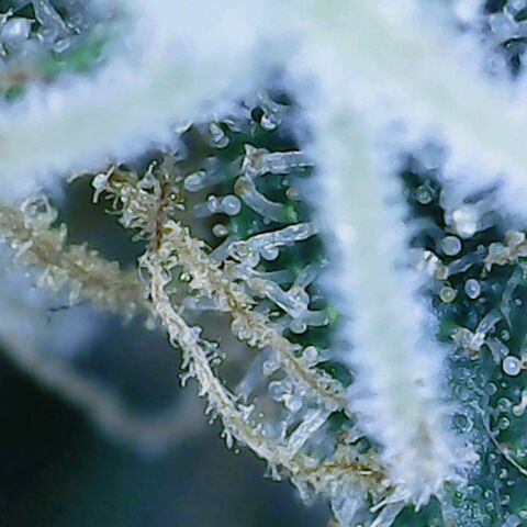 Sweet momma  growlog timeline photo