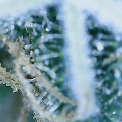 Sweet momma  growlog timeline photo