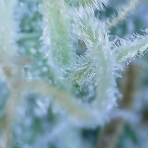 Sweet momma  growlog timeline photo