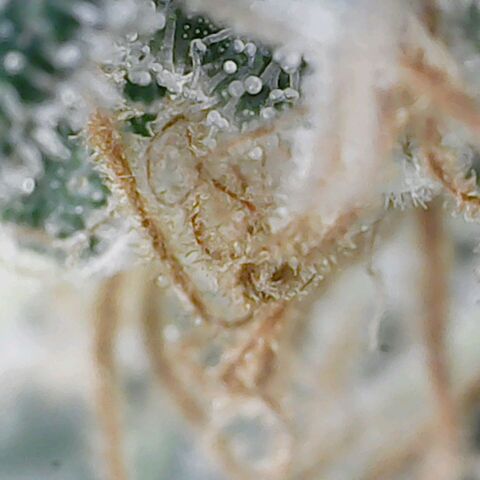 Sweet momma  growlog timeline photo