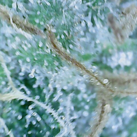 Sweet momma  growlog timeline photo