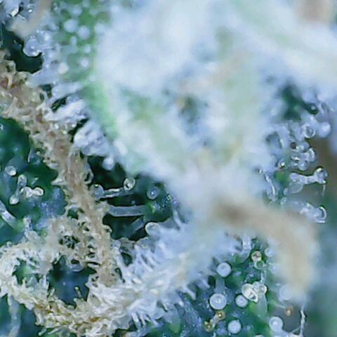 Sweet momma  growlog timeline photo