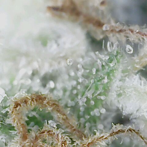 Sweet momma  growlog timeline photo