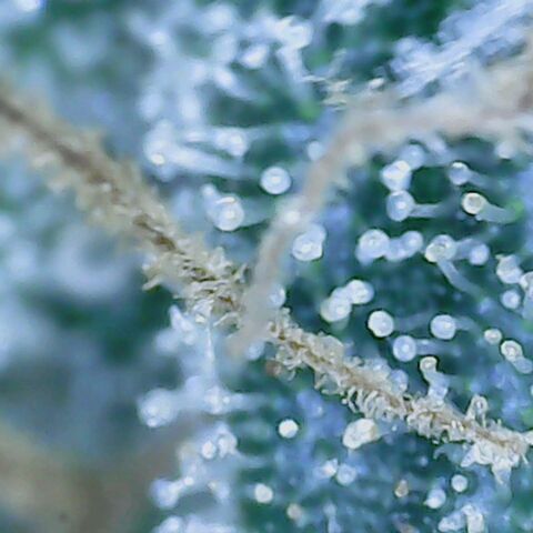 Sweet momma  growlog timeline photo