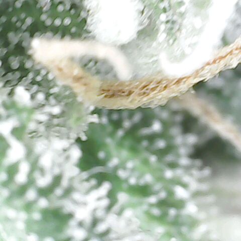 Lady p growlog timeline photo