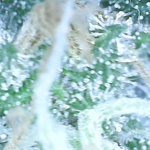 Lady p growlog timeline photo