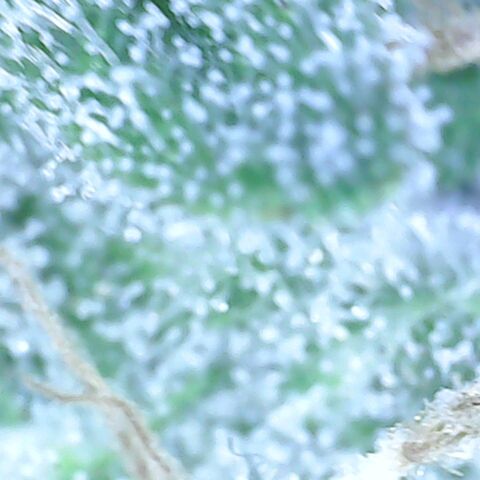 Lady p growlog timeline photo