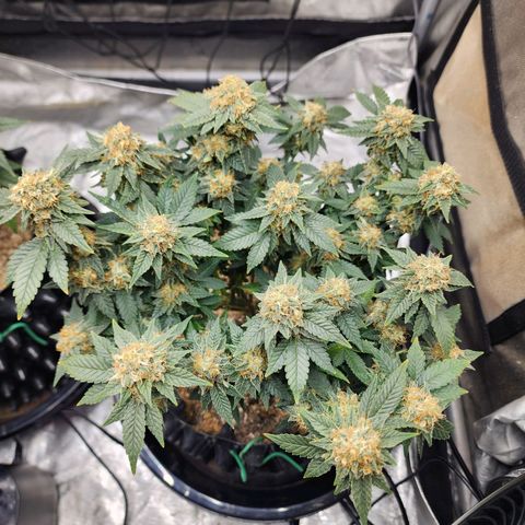 Sweet momma  growlog timeline photo