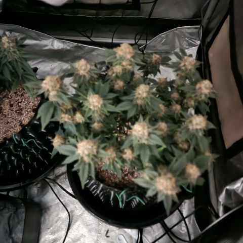 Sweet momma  growlog timeline photo