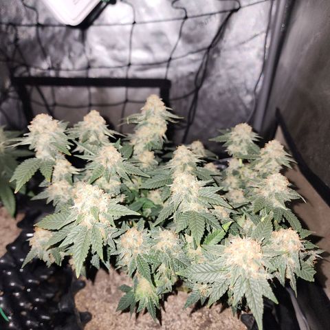 Sweet momma  growlog timeline photo