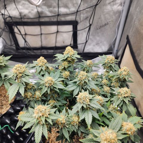 Sweet momma  growlog timeline photo