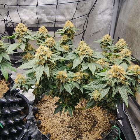 Sweet momma  growlog timeline photo