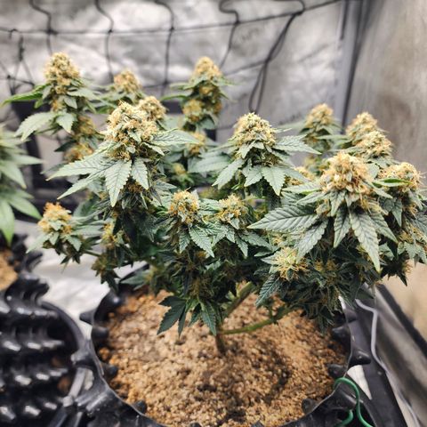 Sweet momma  growlog timeline photo