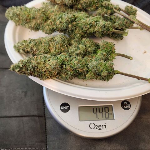 Lady p growlog timeline photo