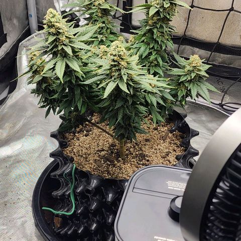 Lady p growlog timeline photo