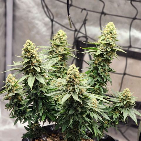 Lady p growlog timeline photo
