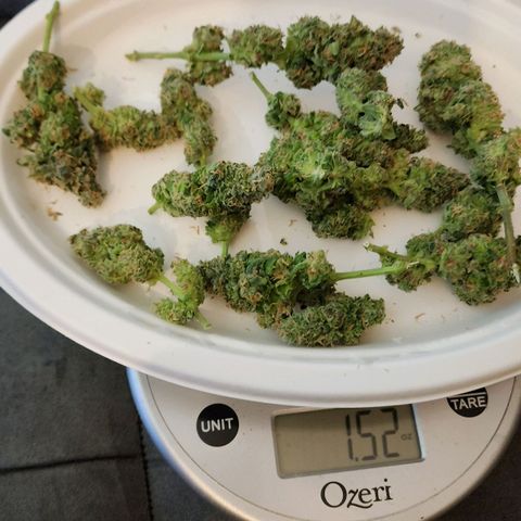 Lady p growlog timeline photo