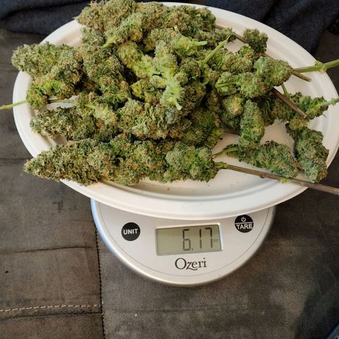 Lady p growlog timeline photo