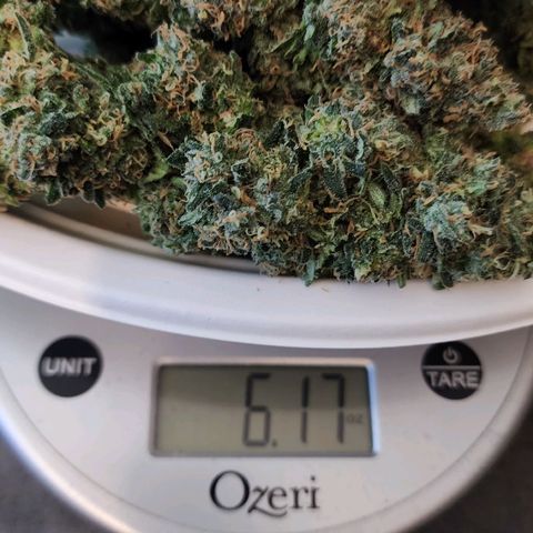 Lady p growlog timeline photo