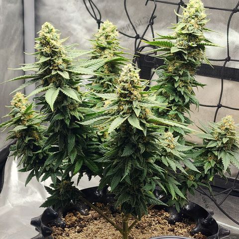 Lady p growlog timeline photo