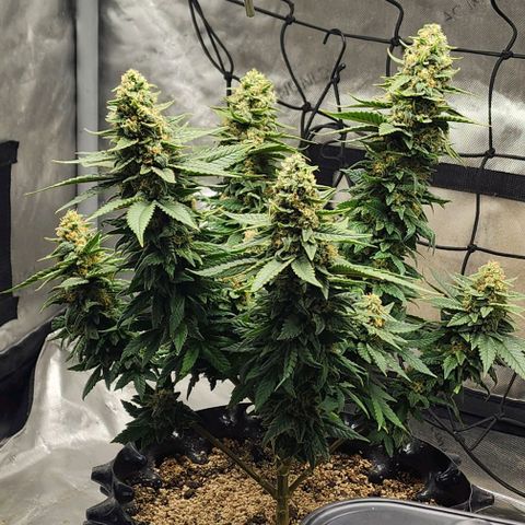 Lady p growlog timeline photo