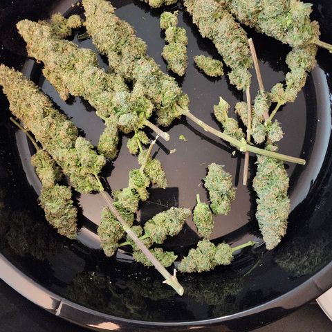 Lady p growlog timeline photo
