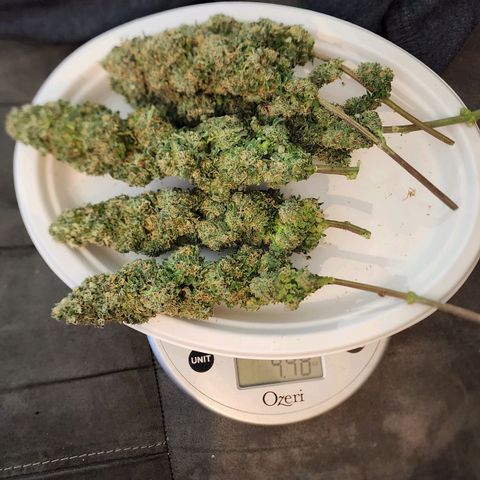 Lady p growlog timeline photo