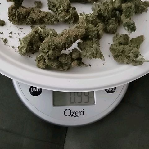 Lady p growlog timeline photo
