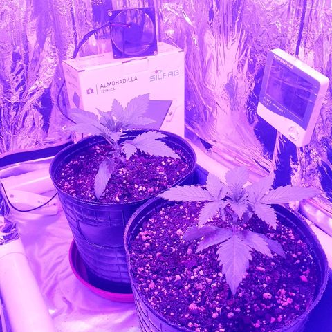 C2 growlog timeline photo