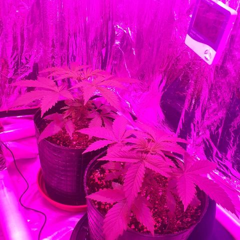 C2 growlog timeline photo
