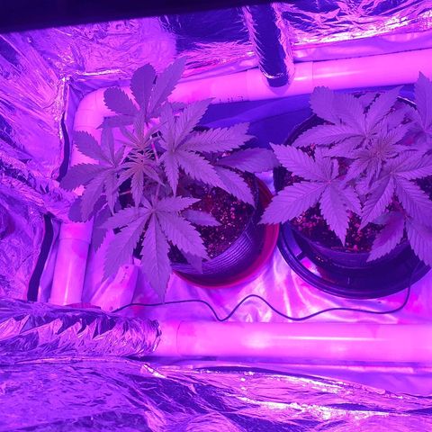 C2 growlog timeline photo