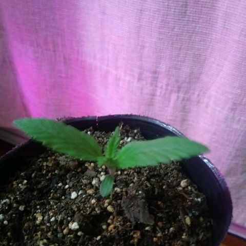 C2 growlog timeline photo