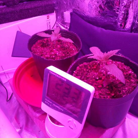MD growlog timeline photo