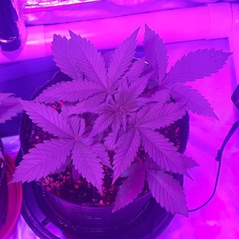 C2 growlog timeline photo