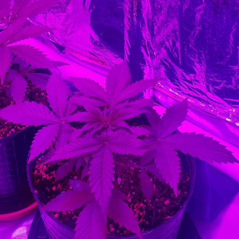 C2 growlog timeline photo