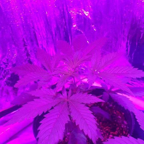 MD growlog timeline photo