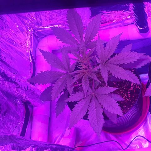 MD growlog timeline photo